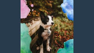 Simplistic Backdrops for Cute Dogs