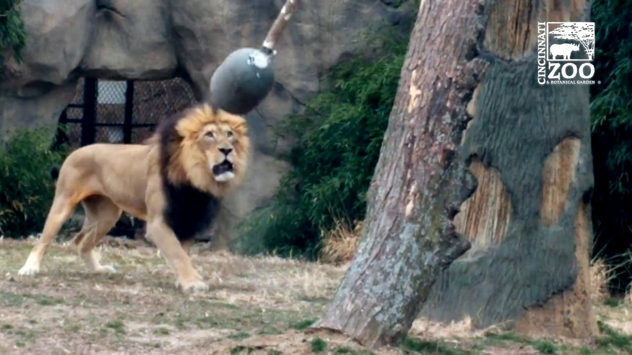 John the Lion with Fun Enrichment Toy Cincinnati Zoo YouTube