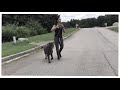 How To Train A Neapolitan Mastiff Puppy | Atlanta Dog Training | Smyrna Dog Training How To Train A Neapolitan Mastiff Puppy | Atlanta Dog Training | Smyrna Dog Training