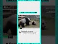 Панда Катюша осваивает горку в Московском зоопарке
