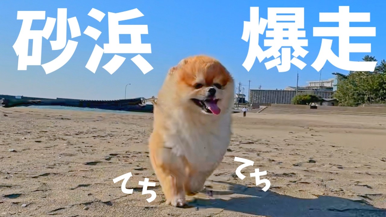 【癒し】てちてち走るポメラニアンで癒されてしまう