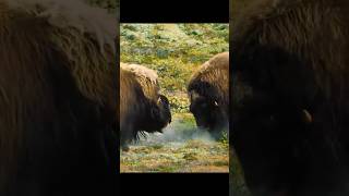 When 800Lbs Of Rage Collides Musk Ox Showdown