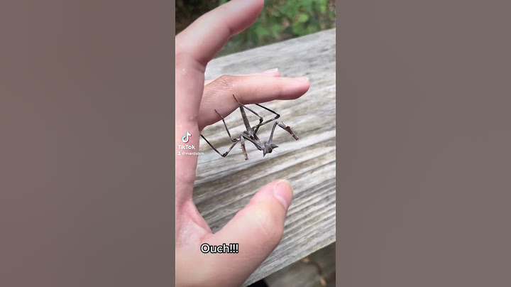 A praying mantis accidentally bit me