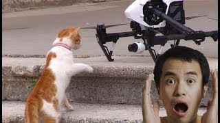 Cats VS Drones Mega Compilations Funny cats