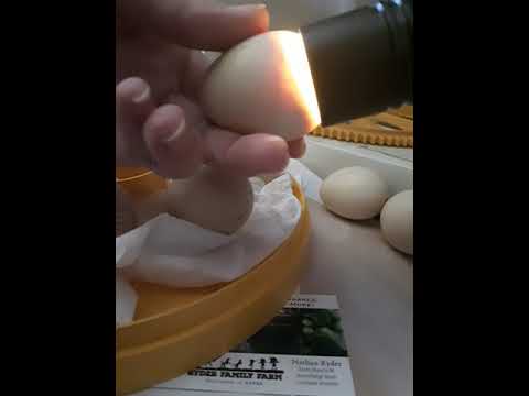 Candling some Guinea eggs