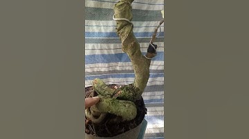 lộc vừng đột biến lá cẩm thạch. lh 0355972909