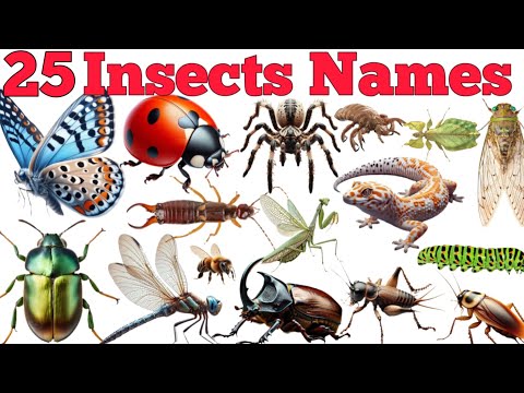 25 Insects Names In English & Hindi With Fun Facts | Fun Learning For Pre-school Children