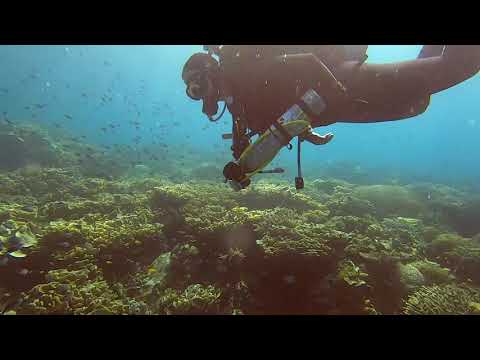 Philippines Reef Diving - Jan 2020