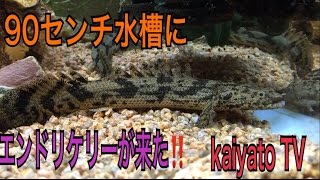 ポリプテルス・エンドリケリーは60㎝、90㎝水槽で飼える？ | 熱帯魚 