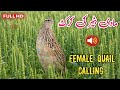 Madi Batair Ki Trending Kirk 2026 Female Quail Call Madi Batair Ki Awaz Female Quail Sound