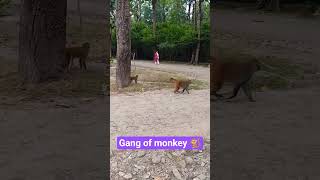 Download Lagu Bandaro ki geng🐒 #funny #viral #monkey #animals MP3