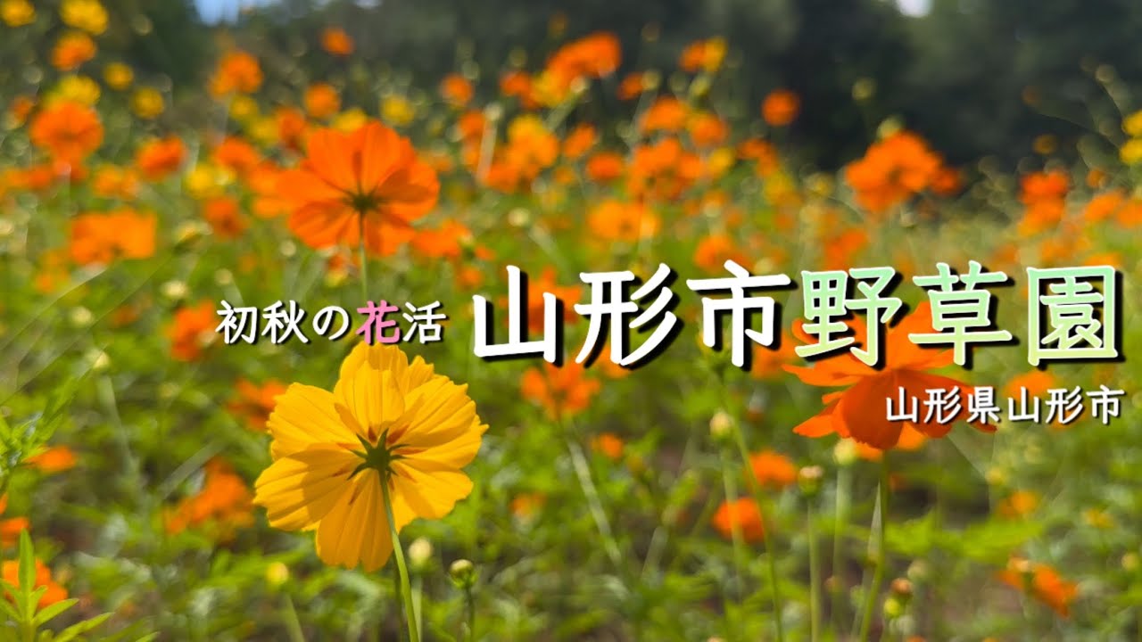 【山形市野草園】】9月 山形県 秋の花活 アケボノソウがここでも見れる 飛来してきたアサギマダラ