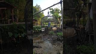 Download Lagu tembakan suara burung puling /nuri tanau di pagi hari bikin burung lain down MP3 Download Lagu tembakan suara burung puling /nuri tanau di pagi hari bikin burung lain down MP3