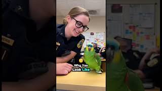 Parrot Roasts Usa Lady Cop Funniest Short Ever