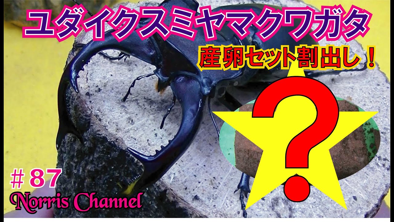 Judas stag beetle egg-laying set released! - YouTube