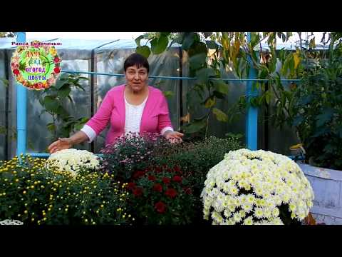 Video: Sügislillede kasvatamine – Kesk-Lääne sügislilleaia kujundamine
