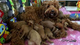 Pupkes Bo Mink Week 2