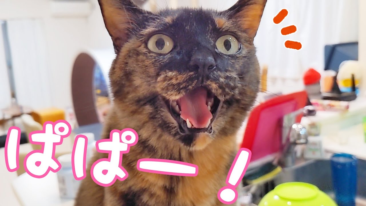 It's the day when Chiromomo is totally in Daddy's league, so Mommy