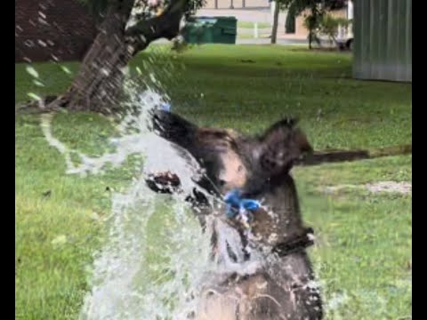 Malinois X vs.