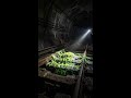 Why The New York Subway Is Glowing #Shorts