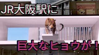 大阪駅にヒョウが！          Panthera pardus