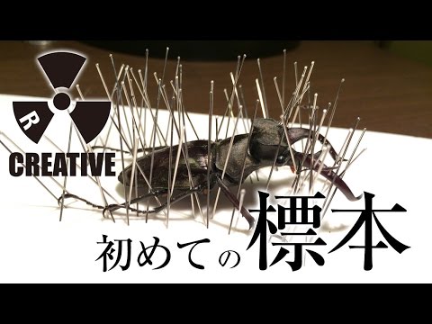 標本】ダイントンヒメミヤマ クワガタ 10頭 標本 説明必読 標本