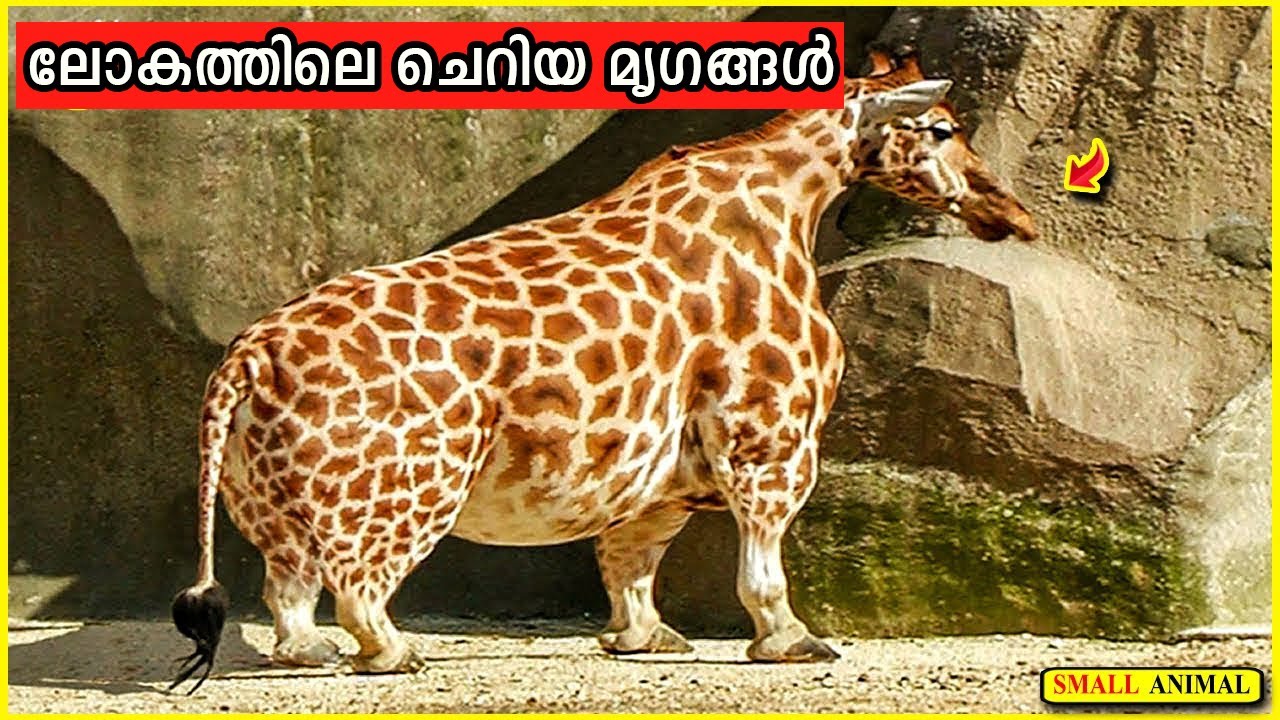 ലോകത്തിലെ അതിഅത്ഭുതകരമായ ചെറിയ മൃഗങ്ങൾ