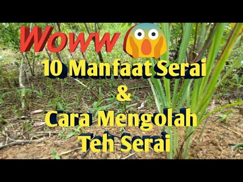 Video: Teh Serai: 10 Manfaat