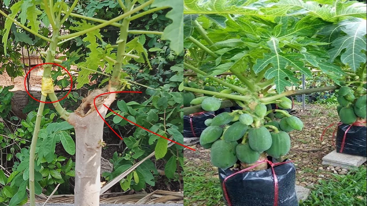 How to make contact grafting Papaya YouTube