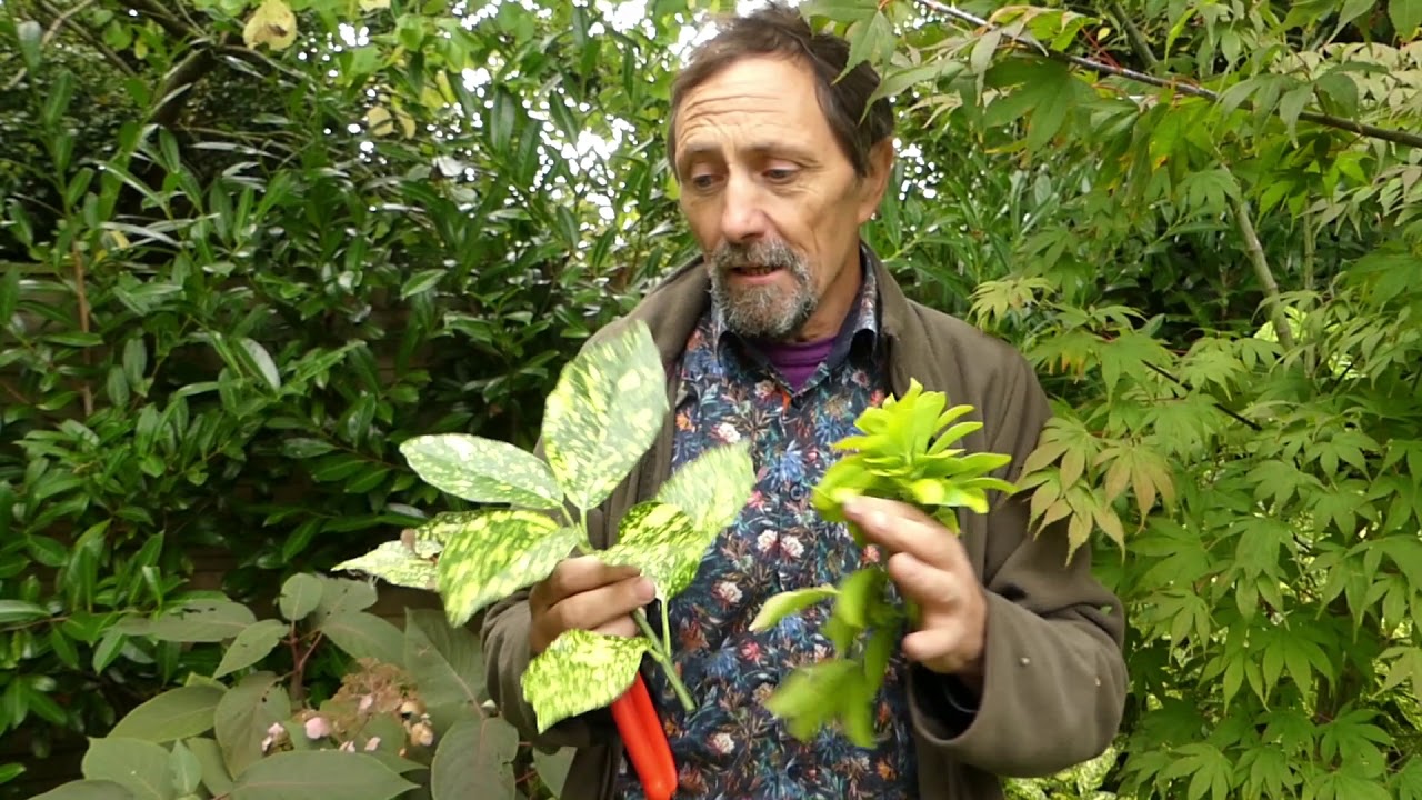 Plants with Golden Leaves