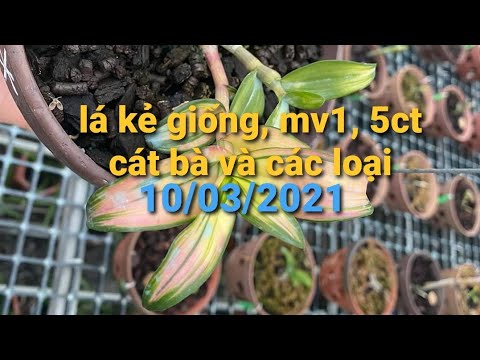 Lan phi điệp lá kẻ phát tài, 5ct cát bà, mv1, mắt đỏ - 0867487638 - Hoa Lan Đất Việt | Foci