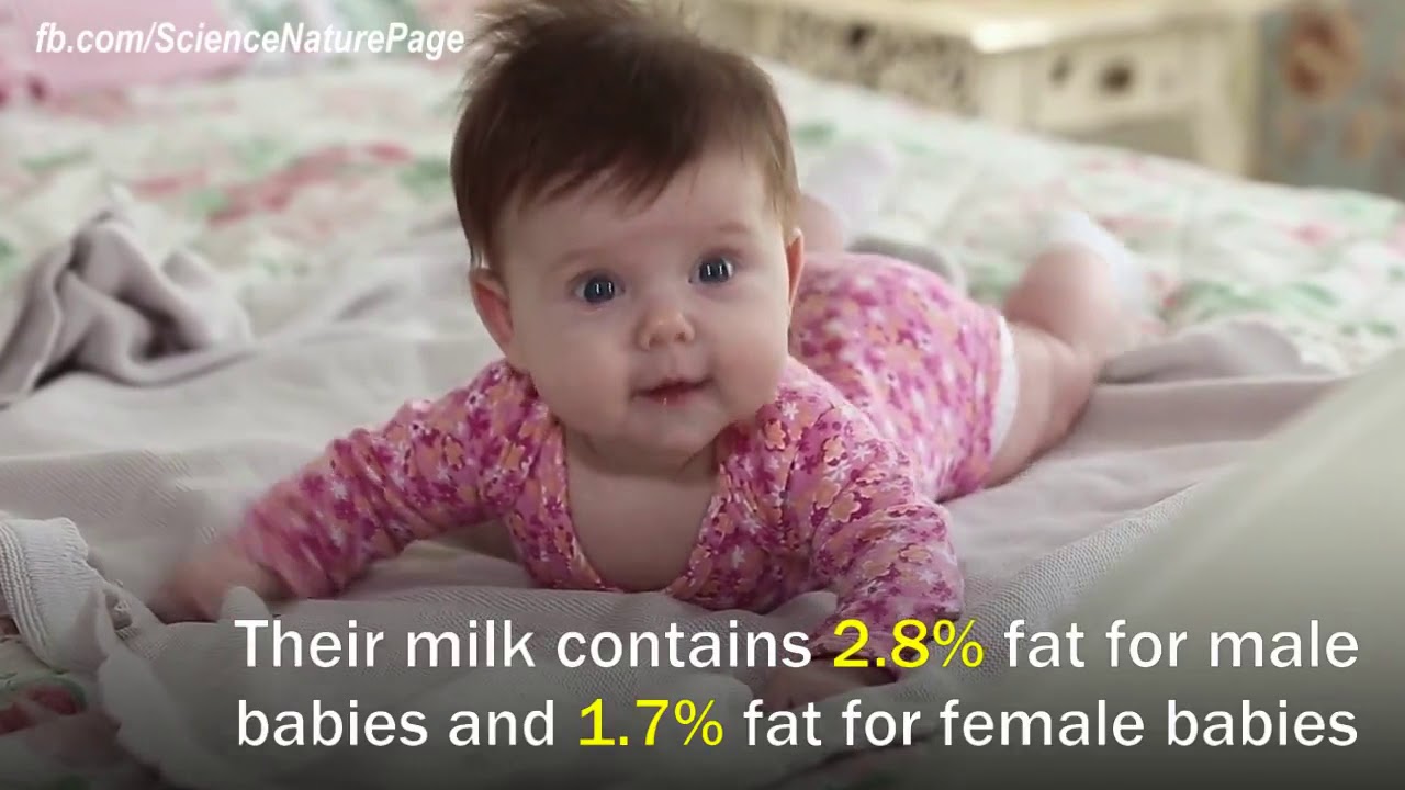 Breastfeeding Myths and Facts YouTube