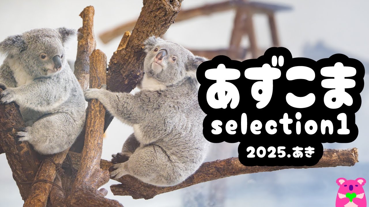 コアラのあずま＆こまちselection1　〜多摩のもちもち親娘コアラ〜