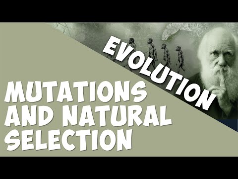 Mutations and Natural Selection | Evolution | Biology | AddyESchool