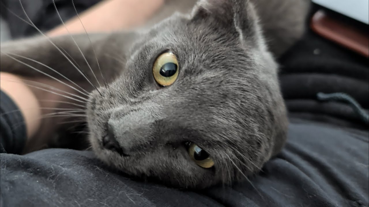 Наш амбарный кот просто хочет пообниматься дома! Я застала его за этим занятием!