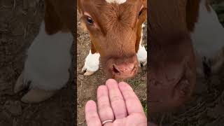 Bumble! #baby #babycow #farm #youtubeshorts #shorts #shortviral