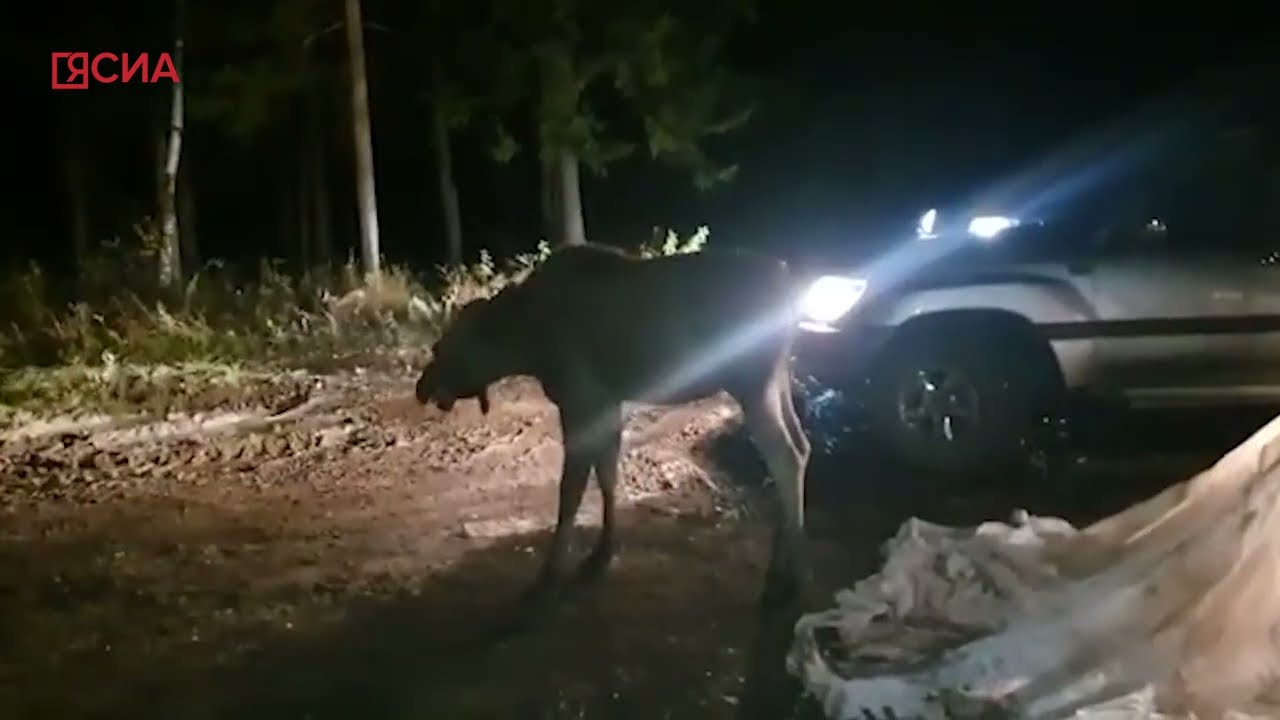 Спасение малыша-лосенка в Ленском районе Якутии - YouTube