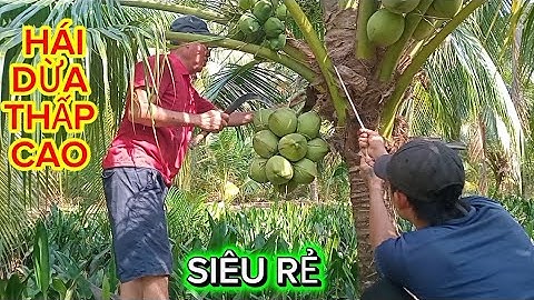 Mùa lạnh sấp đến nên dừa chưa cao .gặp vườn dừa nhiều nhỏ nhỏ giá siêu rẻ#quocduavlog 