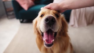 Famous VCA Animal Referral & Emergency Center of Arizona can treat cancer in our pets Profile