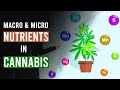 Growing Cannabis: The Essentials of Macro & Micro Nutrients!