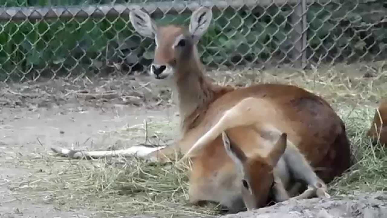 Resultado de imagen para animales en zoologicos