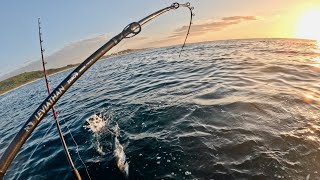 The Best Live Bait // Tuna Couta and Snoek 