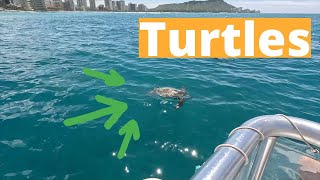 Best VALUE Snorkel Tour with Turtles | OAHU Why Is This The Best Turtle Snorkeling Tour In Hawaii