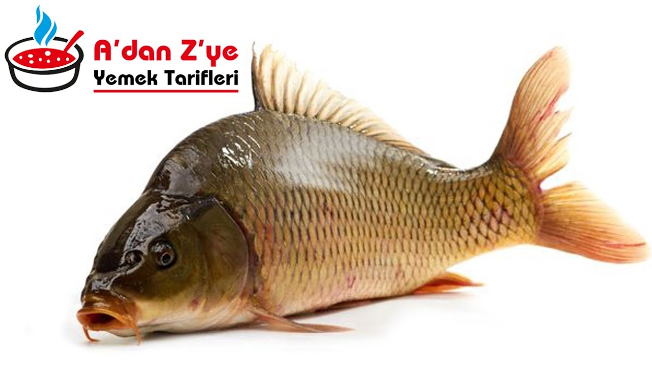Sazan Balığı Temizleme ve Saç Tavada Pişirme | Kolay ve Lezzetli Tarifler Sazan Balığı Temizleme ve Saç Tavada Pişirme | Kolay ve Lezzetli Tarifler