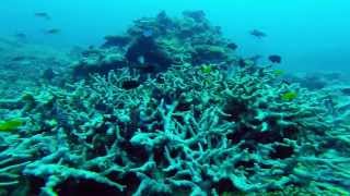 Lady Musgrave Island Dive