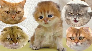 4 cats for kittens  Kittens choose the best babysitter