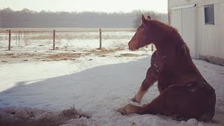 Lonely horse makes a friend in her final year