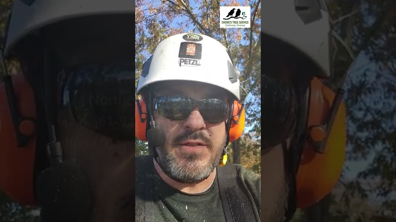 Crowe's Tree Removal Service Hixson, TN