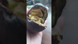 OVER RIPE AVOCADO