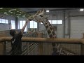 Roosevelt Park Zoo expands with new African Plains Pavilion